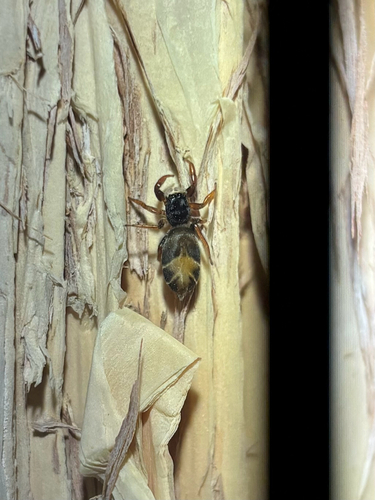 Jovial jumping spider