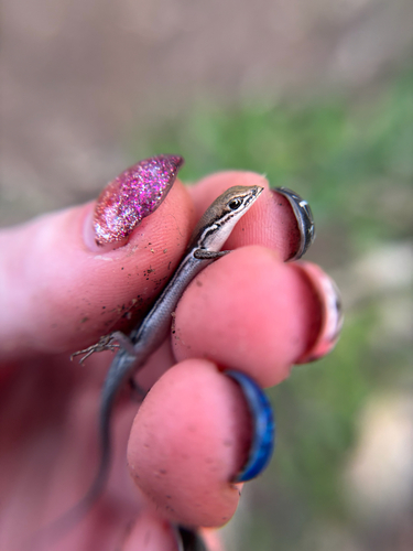West Coast Morethia Skink