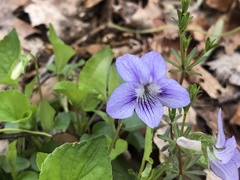 Viola × brauniae