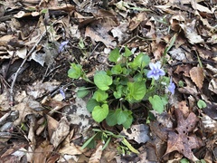 Viola × brauniae