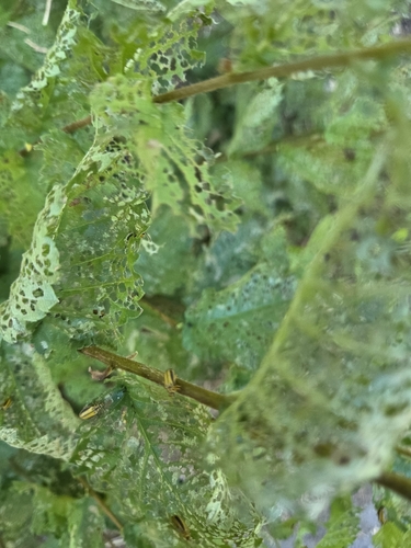 iNaturalist observation photo of Elm Leaf Beetle