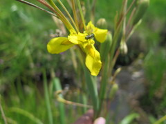 Moraea huttonii