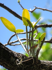 Guarianthe aurantiaca