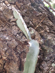 Selenicereus ocamponis