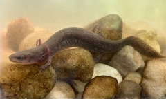 Necturus punctatus