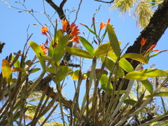 Guarianthe aurantiaca
