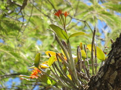 Guarianthe aurantiaca