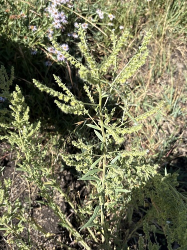Hackelia floribunda, photograph 5