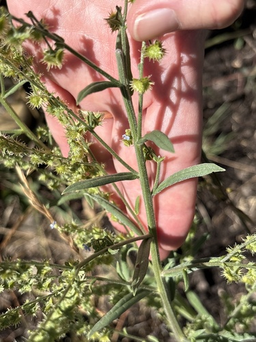 Hackelia floribunda, photograph 6