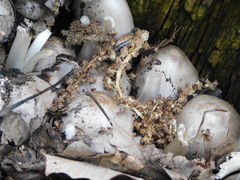 Coprinopsis atramentaria