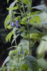 Salvia hispanica