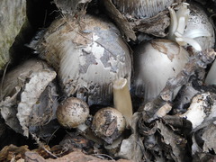 Coprinopsis atramentaria