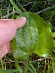Smilax azorica, photograph (c) Michael, Antoni and Nihat Hinczewski, some rights reserved (CC BY)