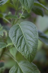 Salvia hispanica