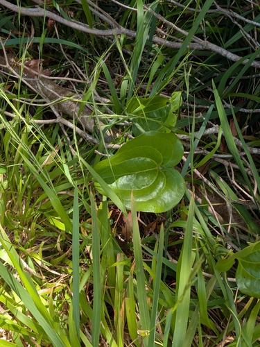 Smilax azorica, photograph 3