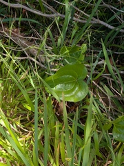 Smilax azorica, photograph (c) Michael, Antoni and Nihat Hinczewski, some rights reserved (CC BY)