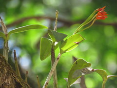 Guarianthe aurantiaca