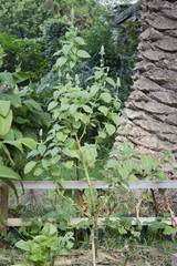 Salvia hispanica