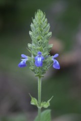 Salvia hispanica