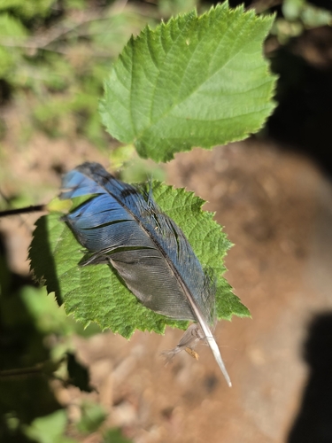 iNaturalist observation photo of Steller's Jay