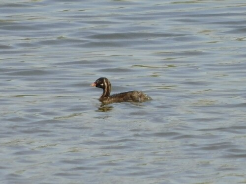iNaturalist image