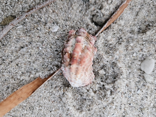 Large-ribbed Cardita