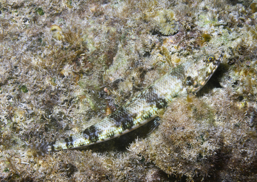Synodus binotatus observed 2026-07-10