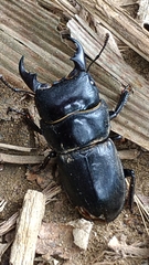 Serrognathus kyanrauensis