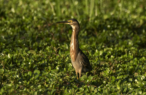 iNaturalist image