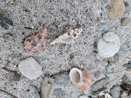 False Ear Shell