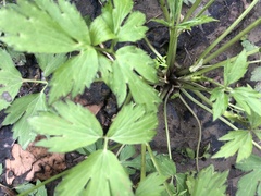 Ranunculus hispidus nitidus