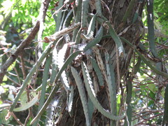 Selenicereus ocamponis