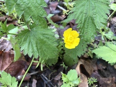 Ranunculus hispidus nitidus