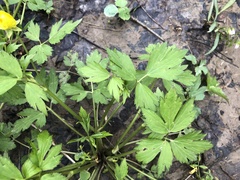 Ranunculus hispidus nitidus