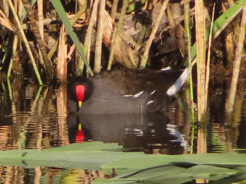iNaturalist image