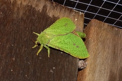 Aenetus eximia