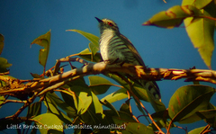 Chrysococcyx minutillus
