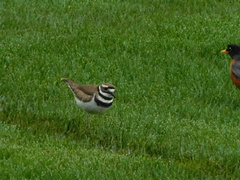 Charadrius vociferus