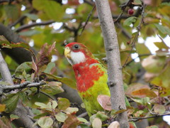 Platycercus eximius diemenensis