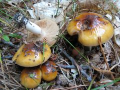 Cortinarius mucosus