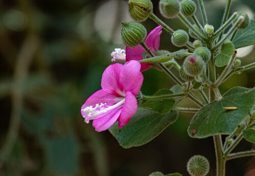 Pavonia malacophylla