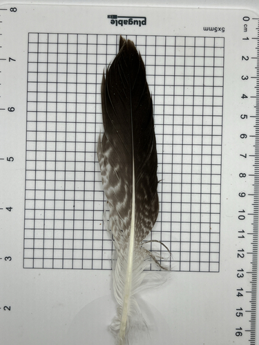 Plume de Goéland d'Amérique