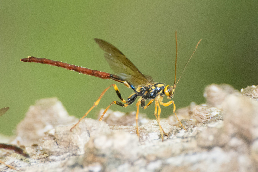 Black Giant Ichneumonid Wasp