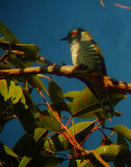 Chrysococcyx minutillus