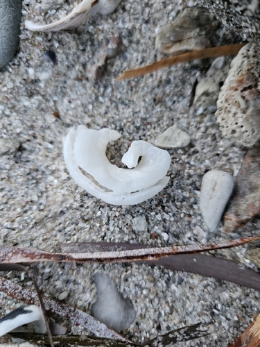 Tenagodus australis