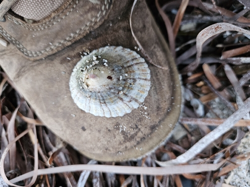 Variegated limpet
