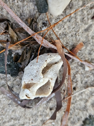 Cart-rut Shell