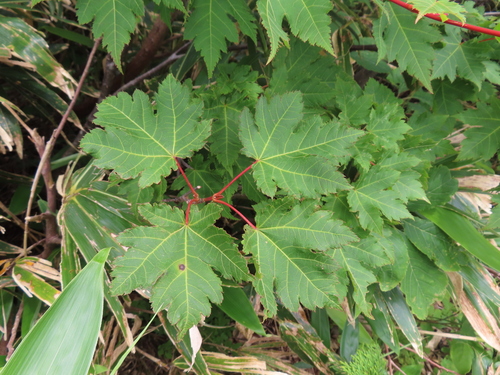 Acer tschonoskii, photograph 5