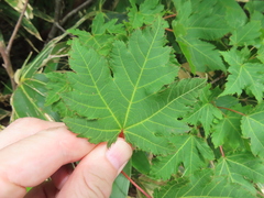 Acer tschonoskii, photograph (c) Timur Kalininsky, some rights reserved (CC BY)