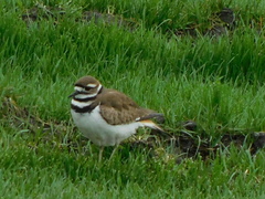 Charadrius vociferus